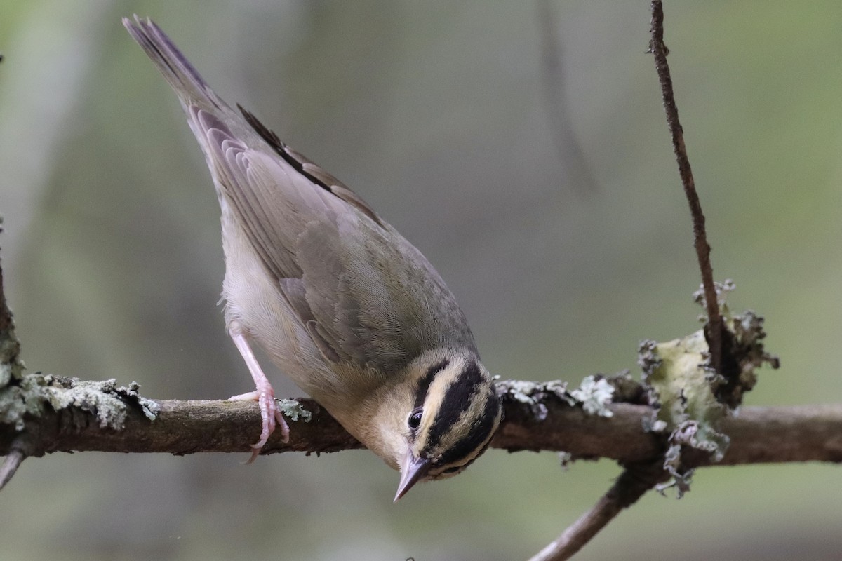 Worm-eating Warbler - ML635314106
