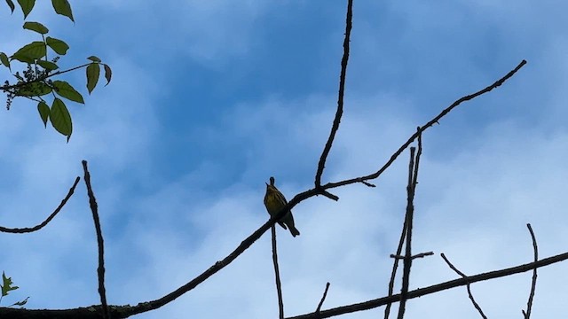 Cape May Warbler - ML635314109
