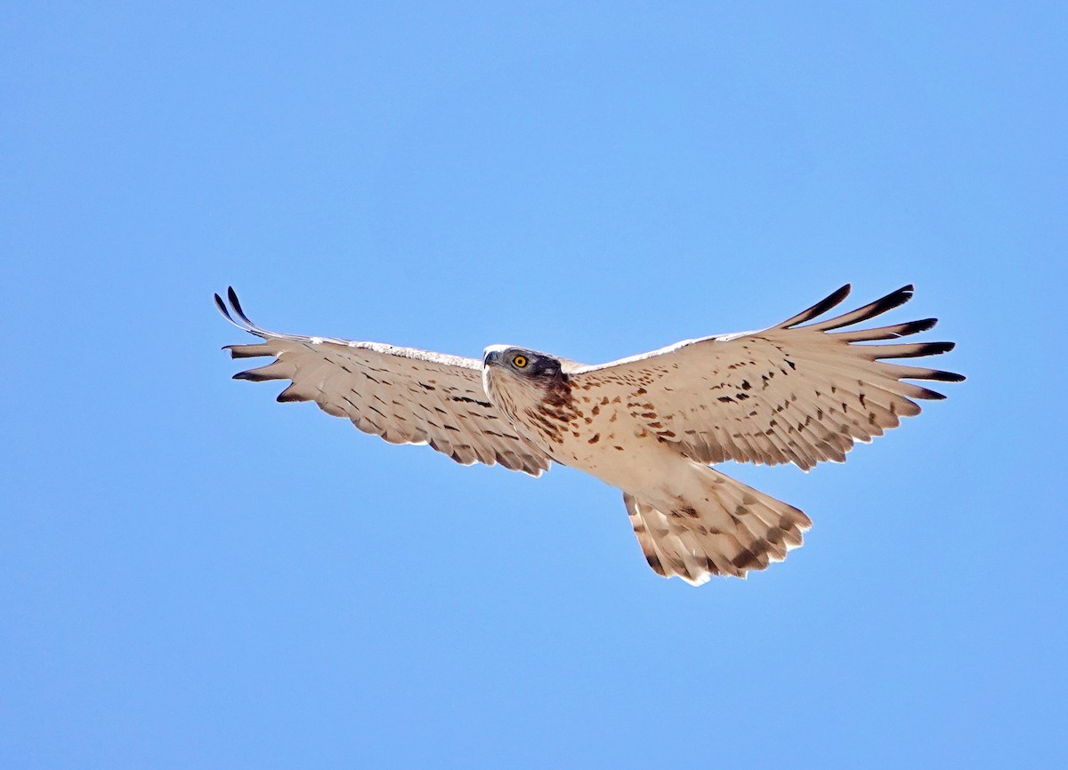 Short-toed Snake-Eagle - ML635314208