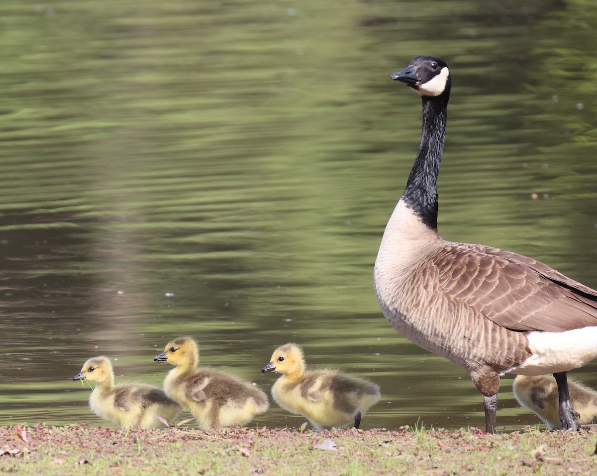 Canada Goose - ML635314214