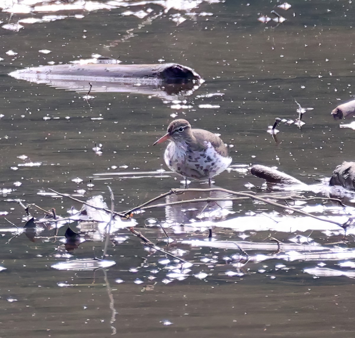 Spotted Sandpiper - ML635314238
