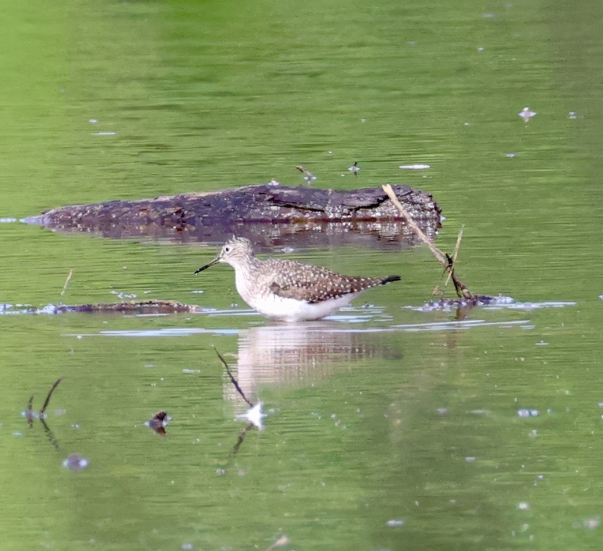 Solitary Sandpiper - ML635314252