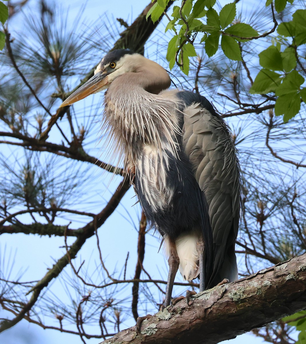 Great Blue Heron - ML635314265