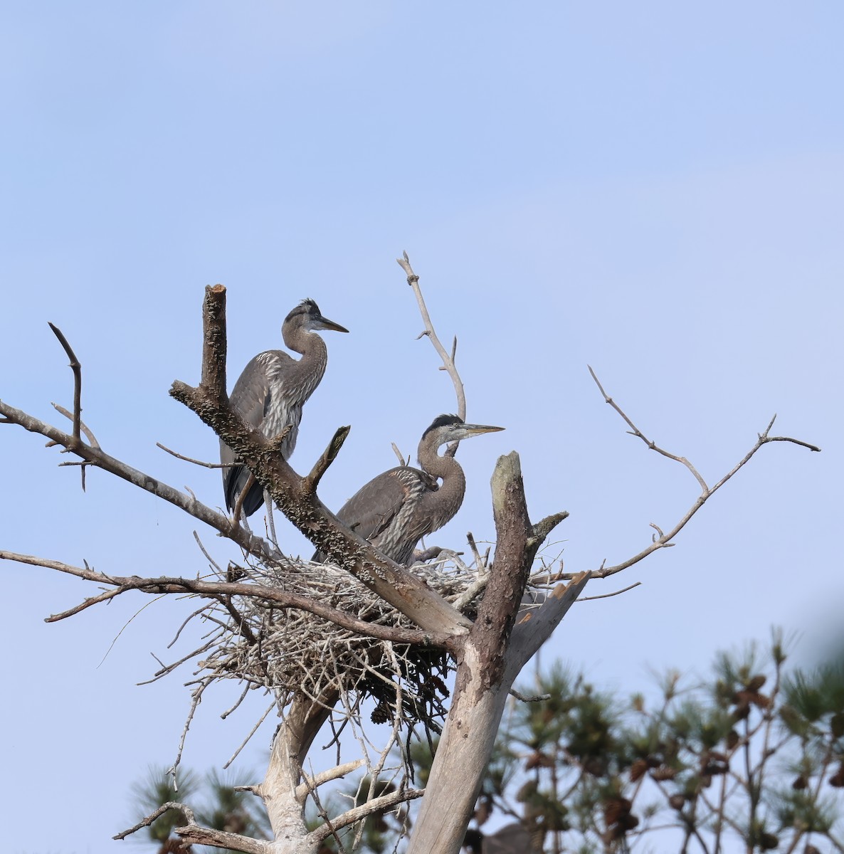 Great Blue Heron - ML635314268