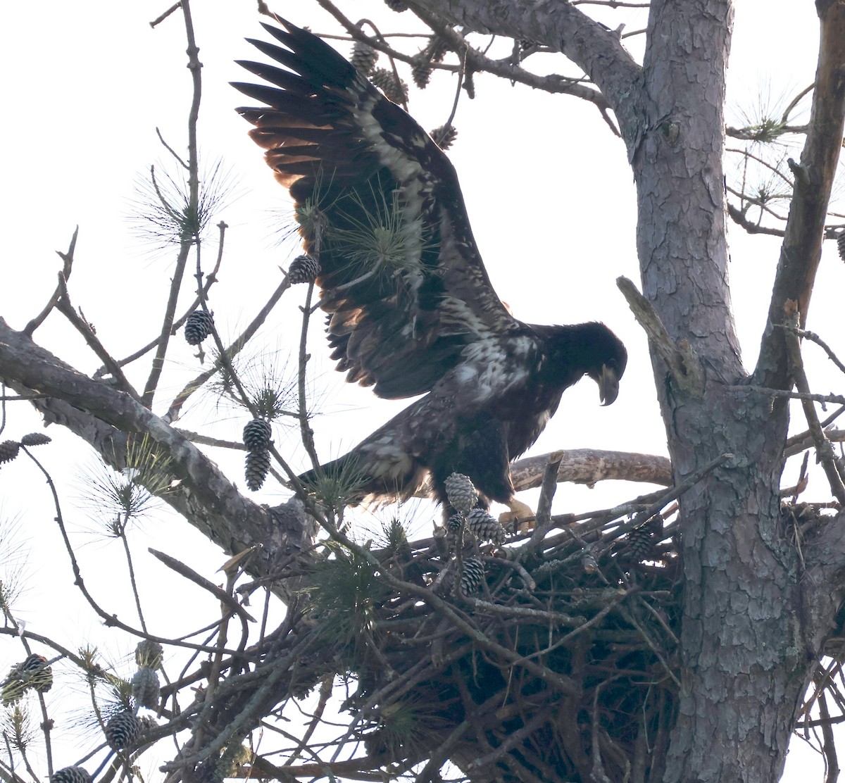 Bald Eagle - ML635314302