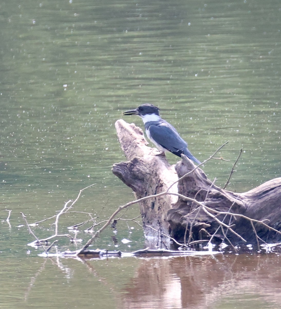 Belted Kingfisher - ML635314358