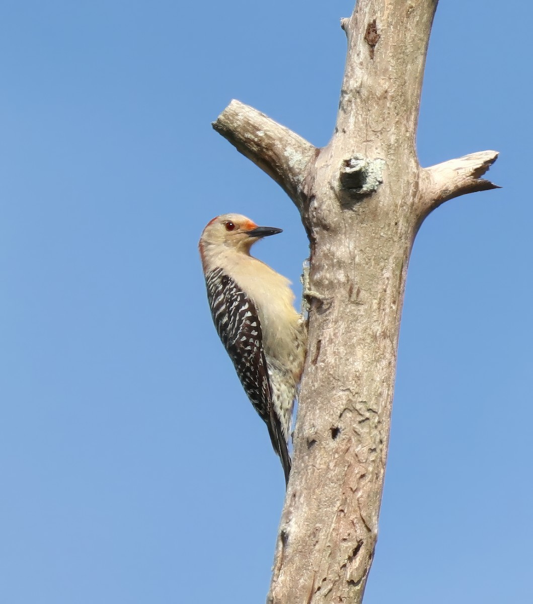 Red-bellied Woodpecker - ML635314369
