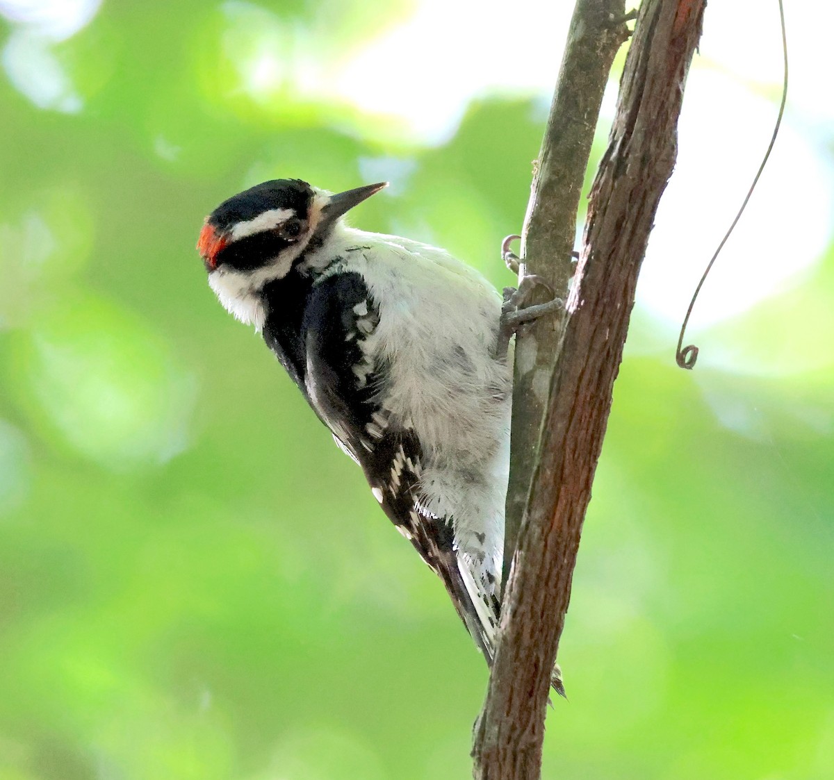 Downy Woodpecker - ML635314385