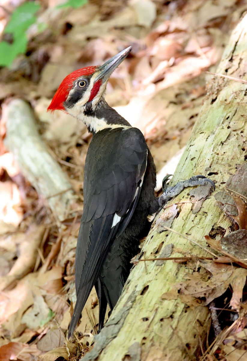 Pileated Woodpecker - ML635314394