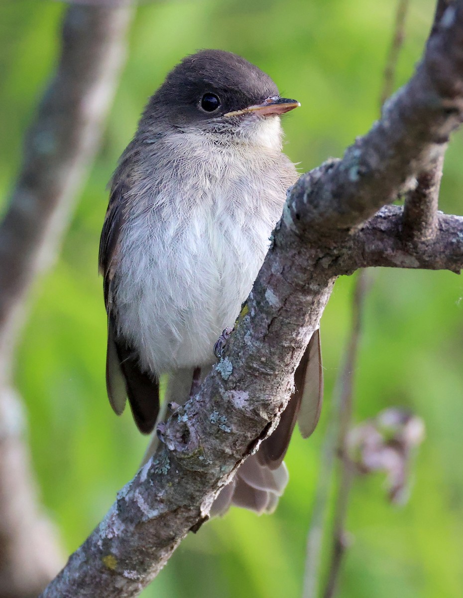 Eastern Phoebe - ML635314399