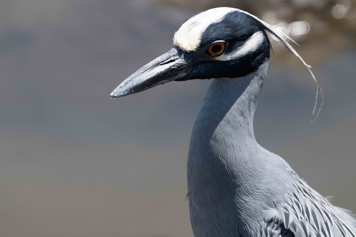 Yellow-crowned Night Heron - ML635314406
