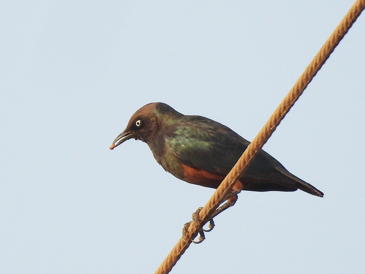 Chestnut-bellied Starling - ML635314413