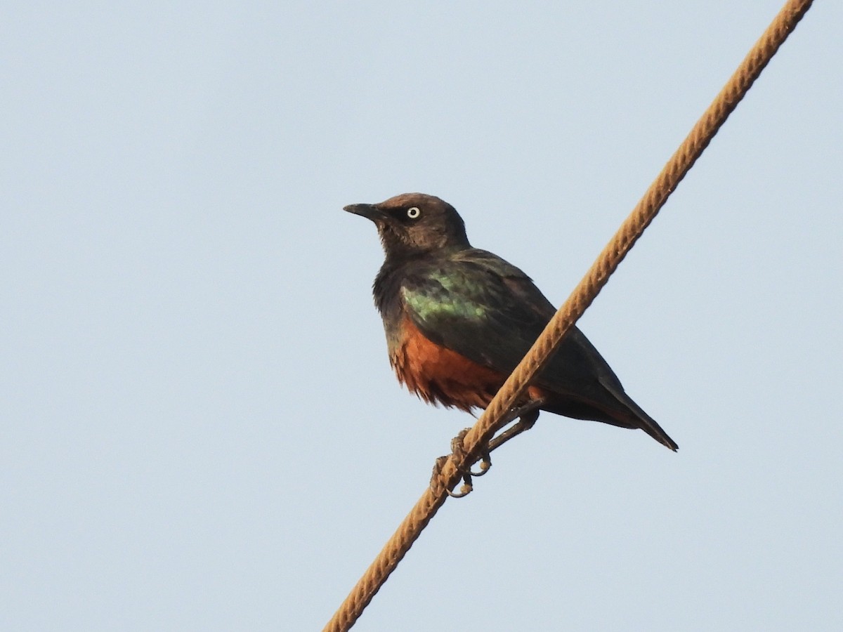 Chestnut-bellied Starling - ML635314414