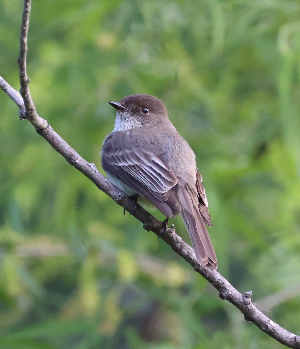Eastern Phoebe - ML635314419