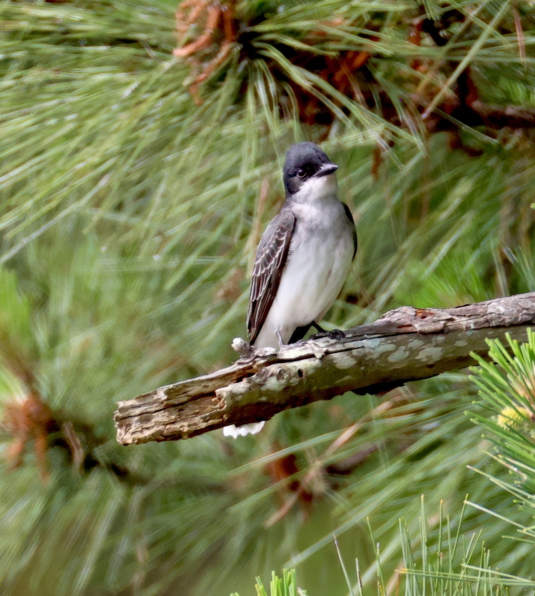 Eastern Kingbird - ML635314429