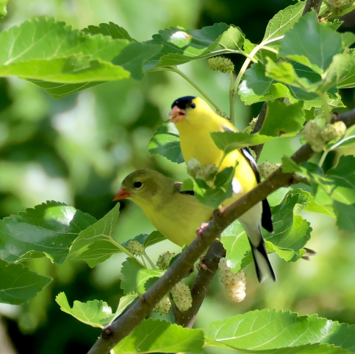 American Goldfinch - ML635314439