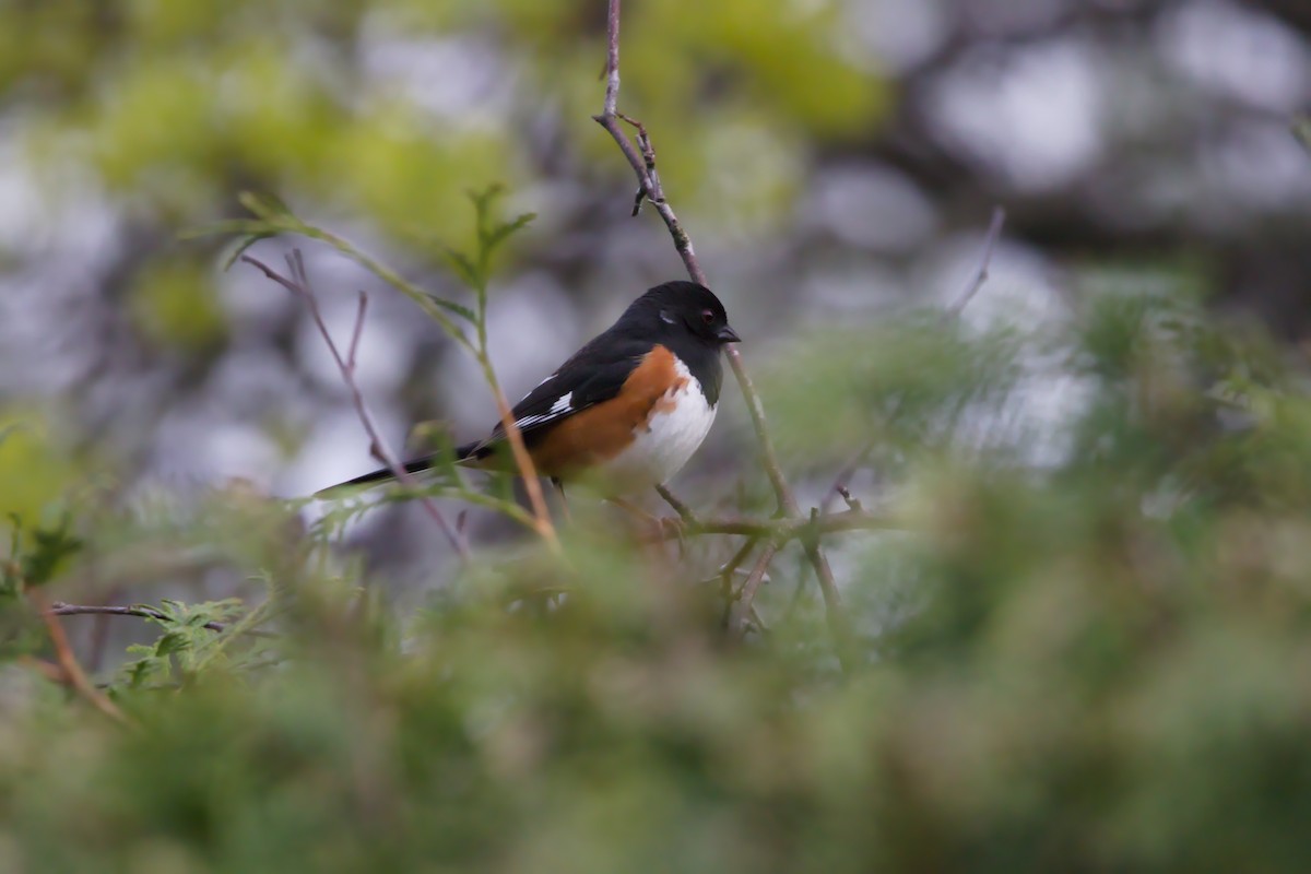Eastern Towhee - ML635314545
