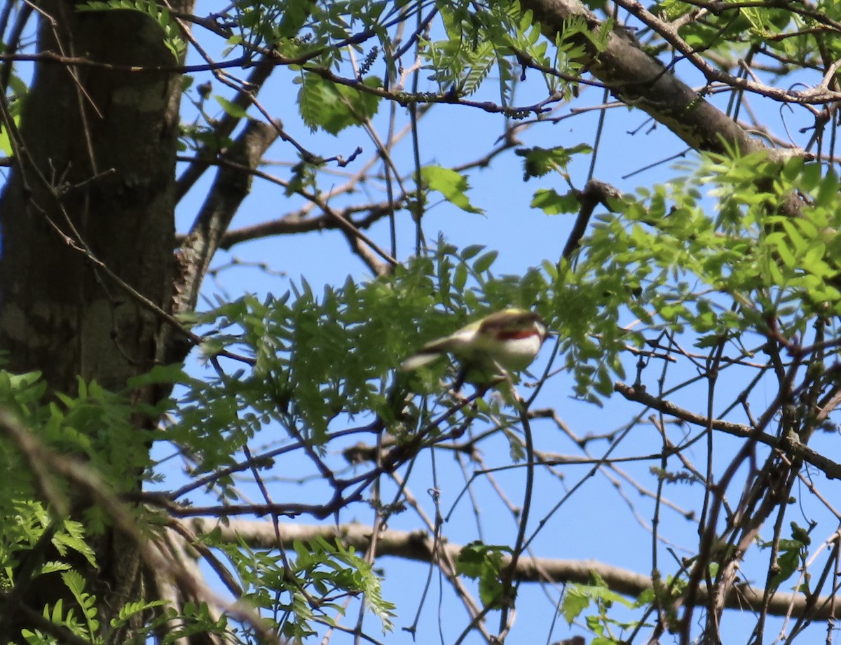 Chestnut-sided Warbler - ML635314548