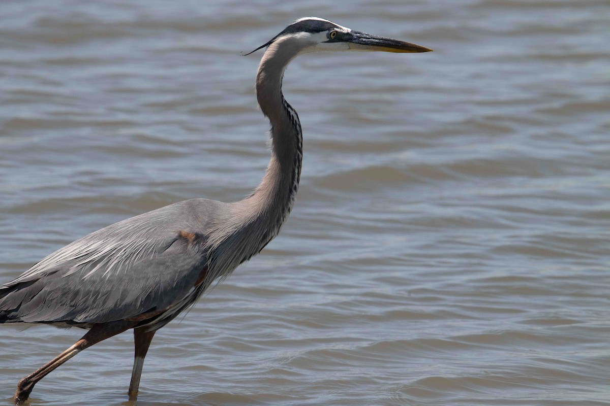 Great Blue Heron - ML635314554