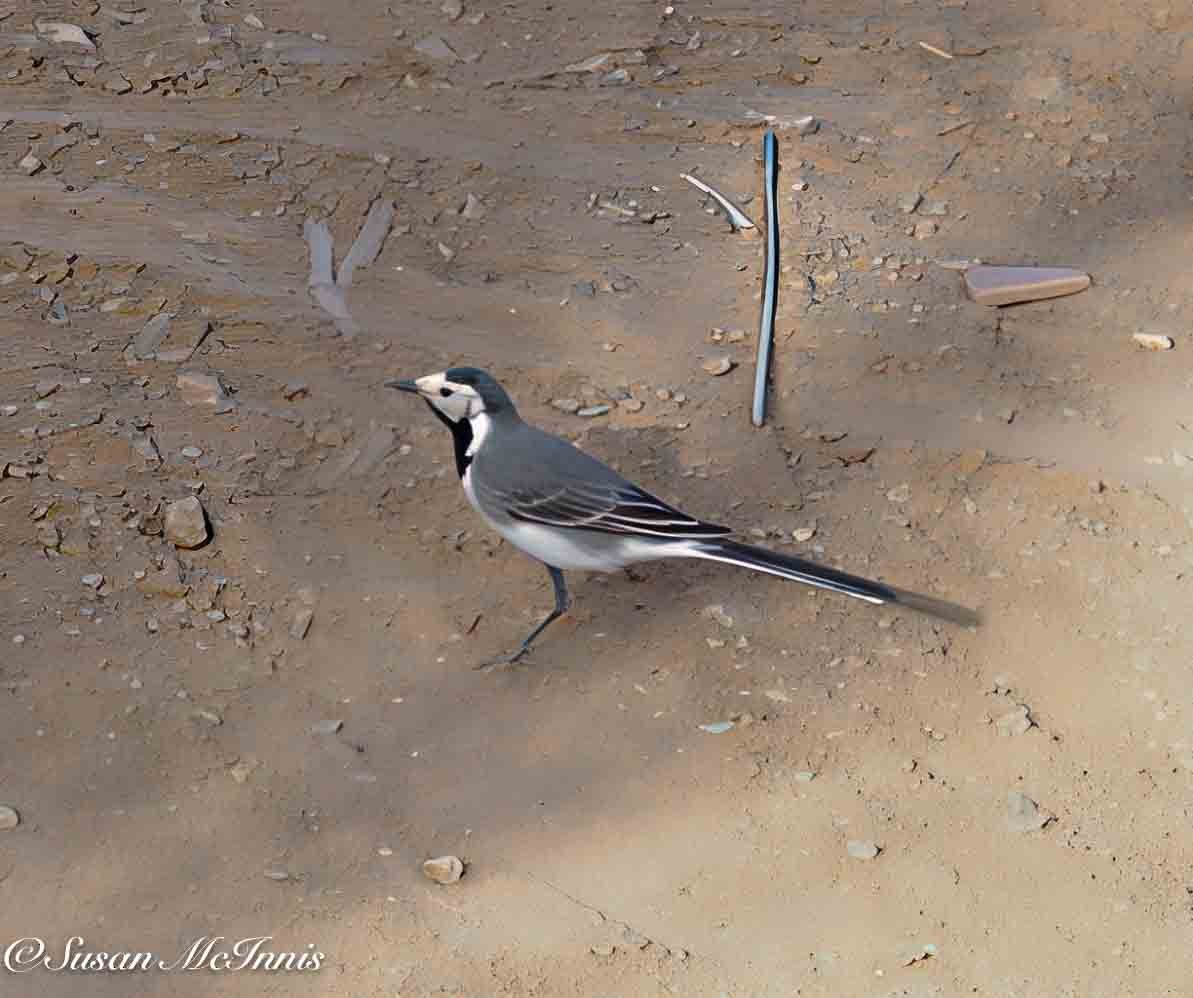 White Wagtail - ML635314557