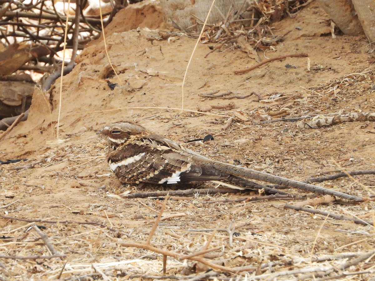 Long-tailed Nightjar - ML635314576