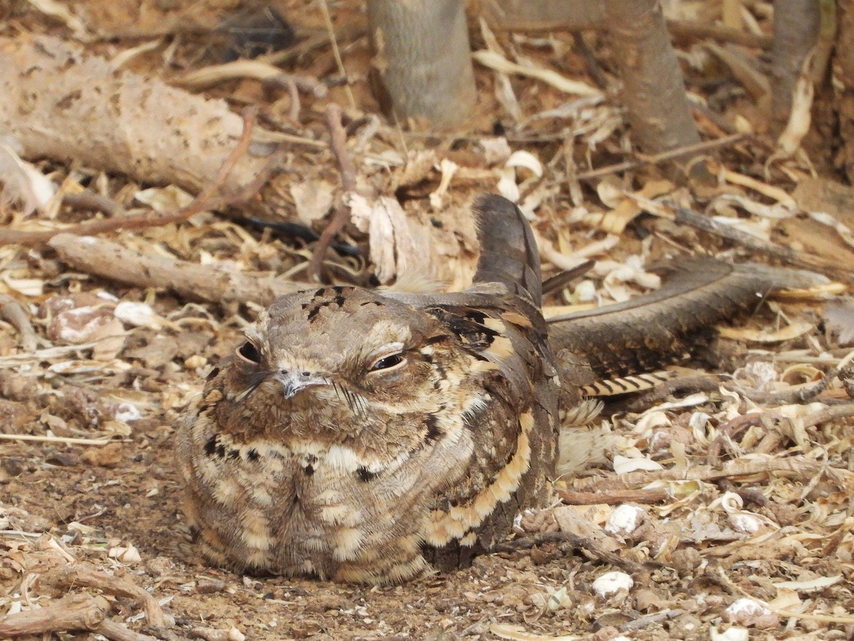 Long-tailed Nightjar - ML635314577