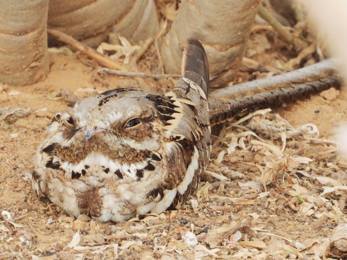 Long-tailed Nightjar - ML635314578
