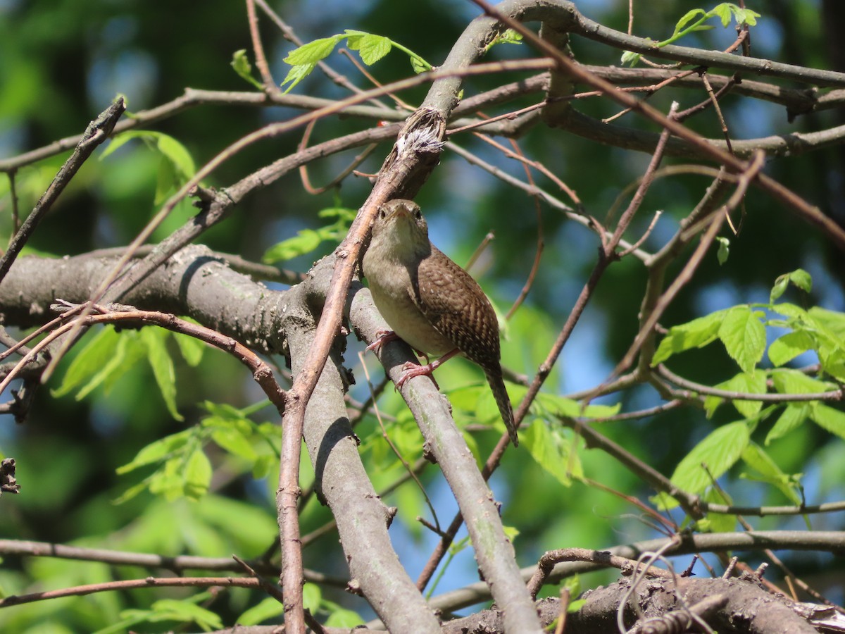 Northern House Wren - ML635314579