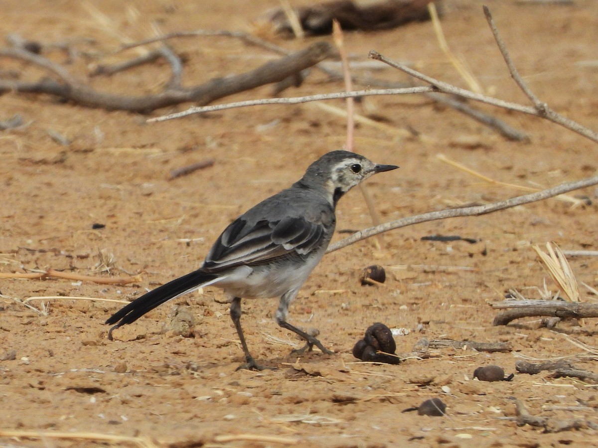 White Wagtail - ML635314609
