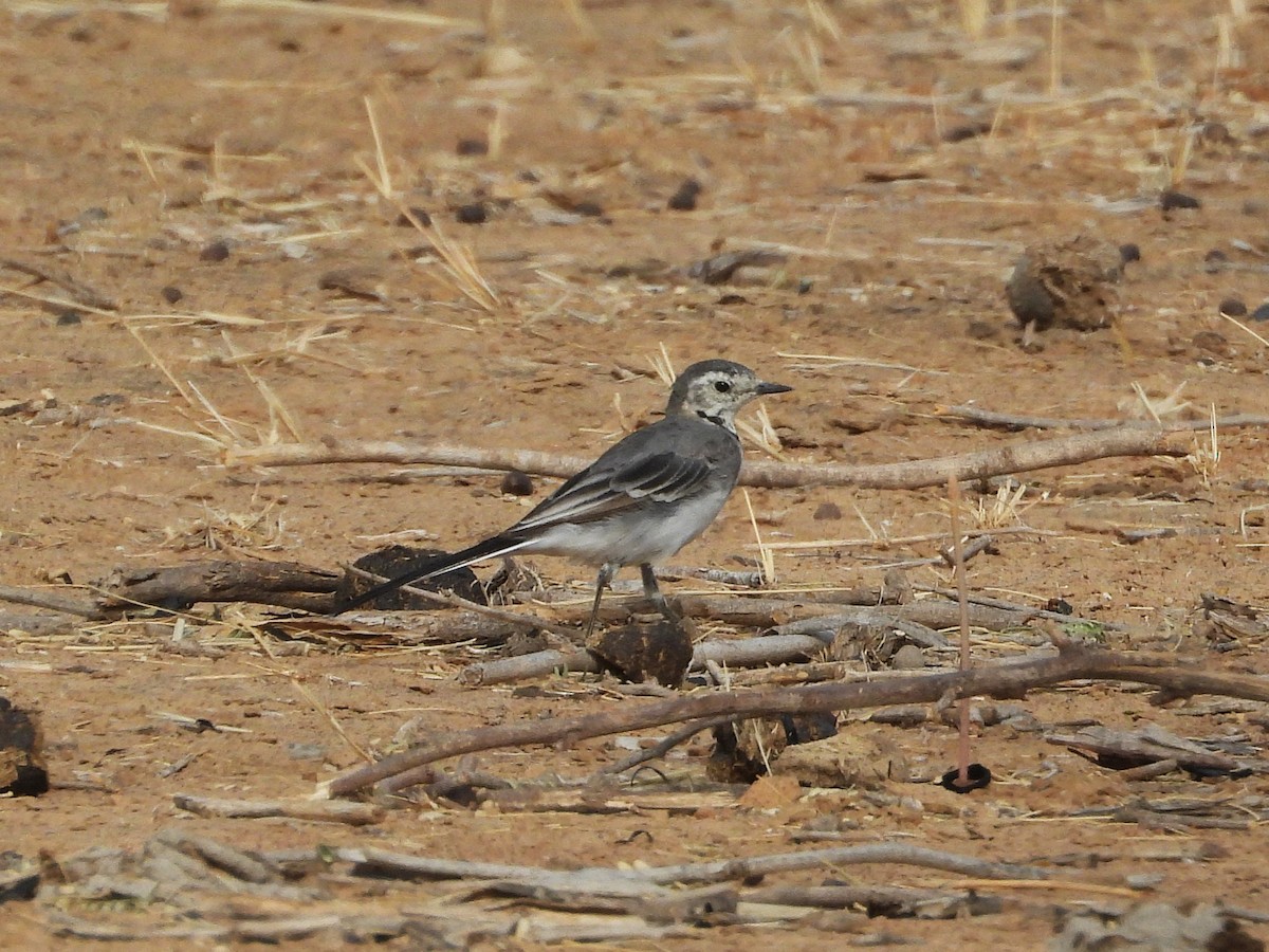 White Wagtail - ML635314610