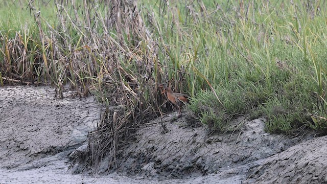 Ridgway's Rail (Light-footed) - ML635314711