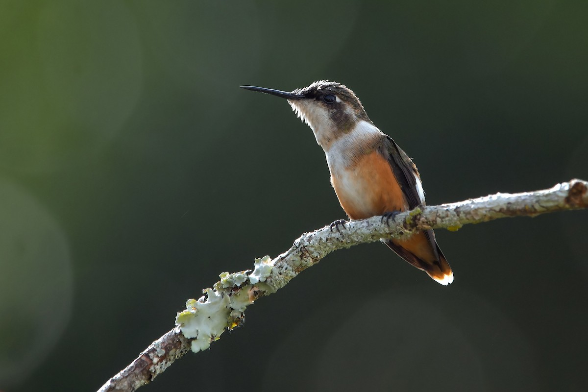 Amethyst Woodstar - ML635314759