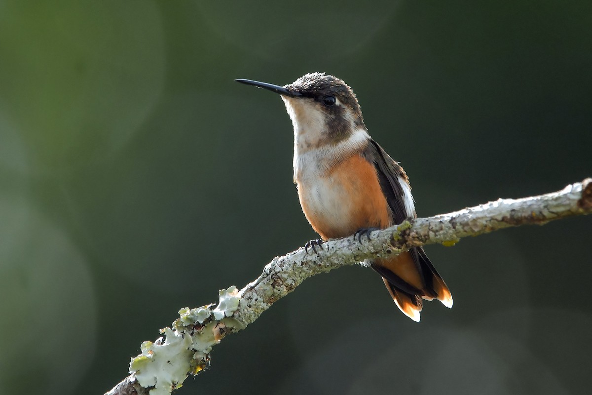 Amethyst Woodstar - ML635314760