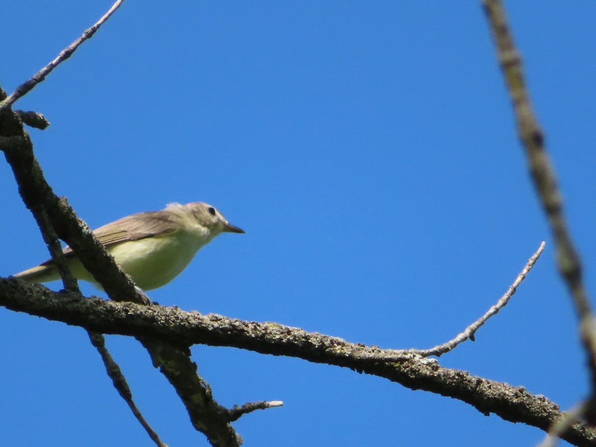 Warbling Vireo - ML635314763