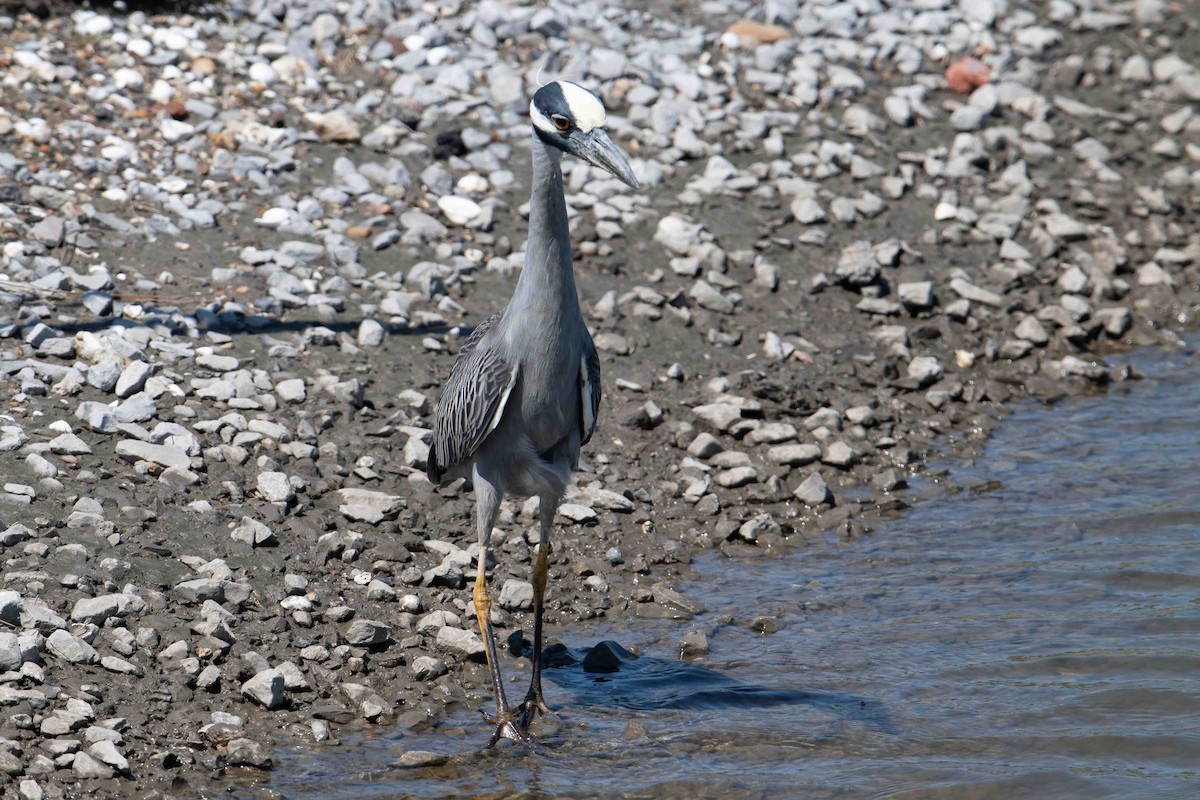 Yellow-crowned Night Heron - ML635314784