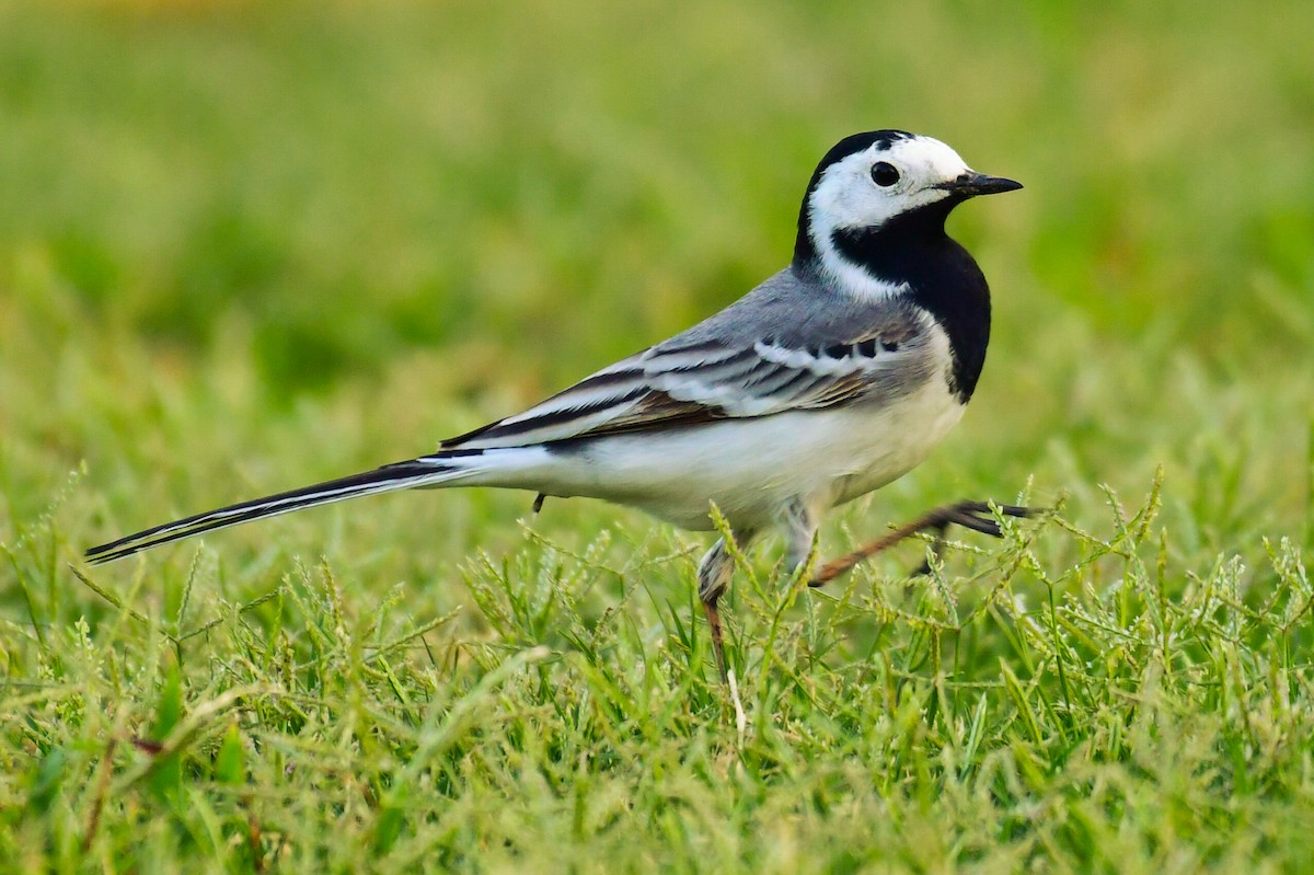 White Wagtail - ML635314821
