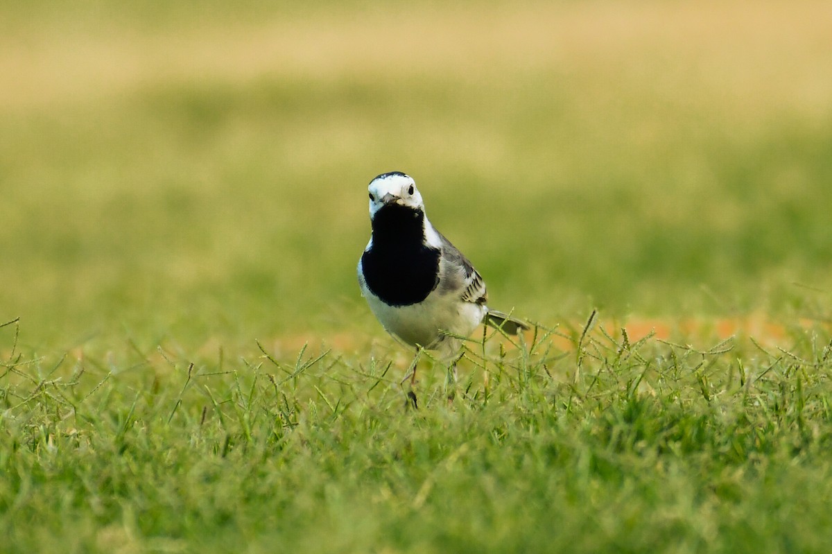 White Wagtail - ML635314823