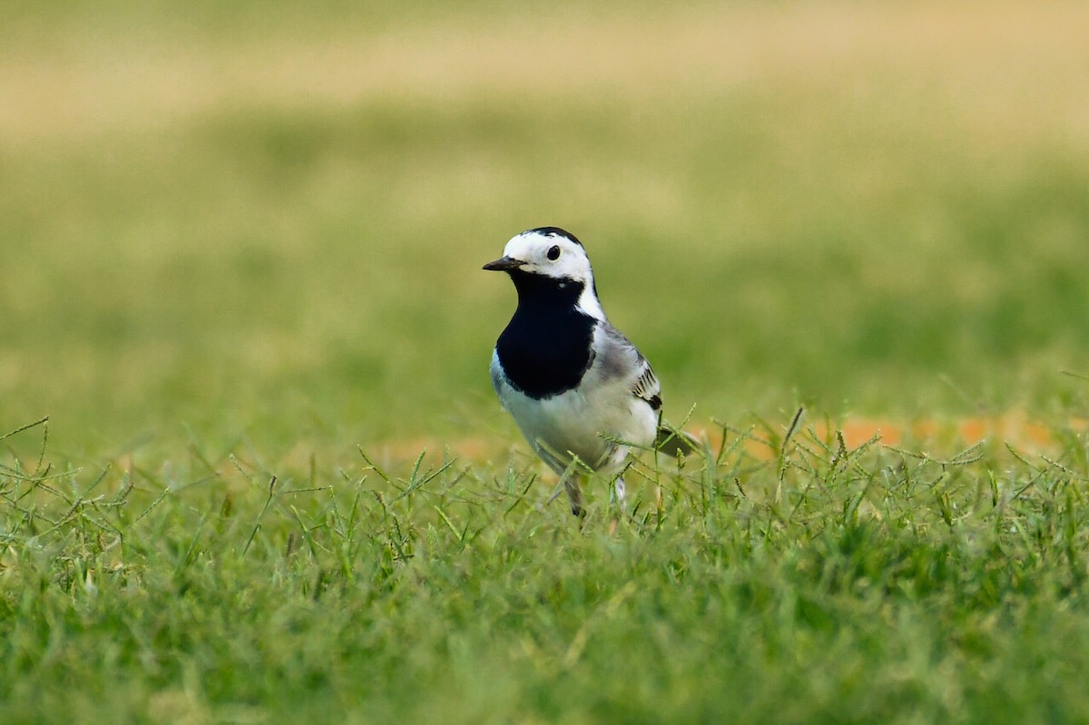 White Wagtail - ML635314828