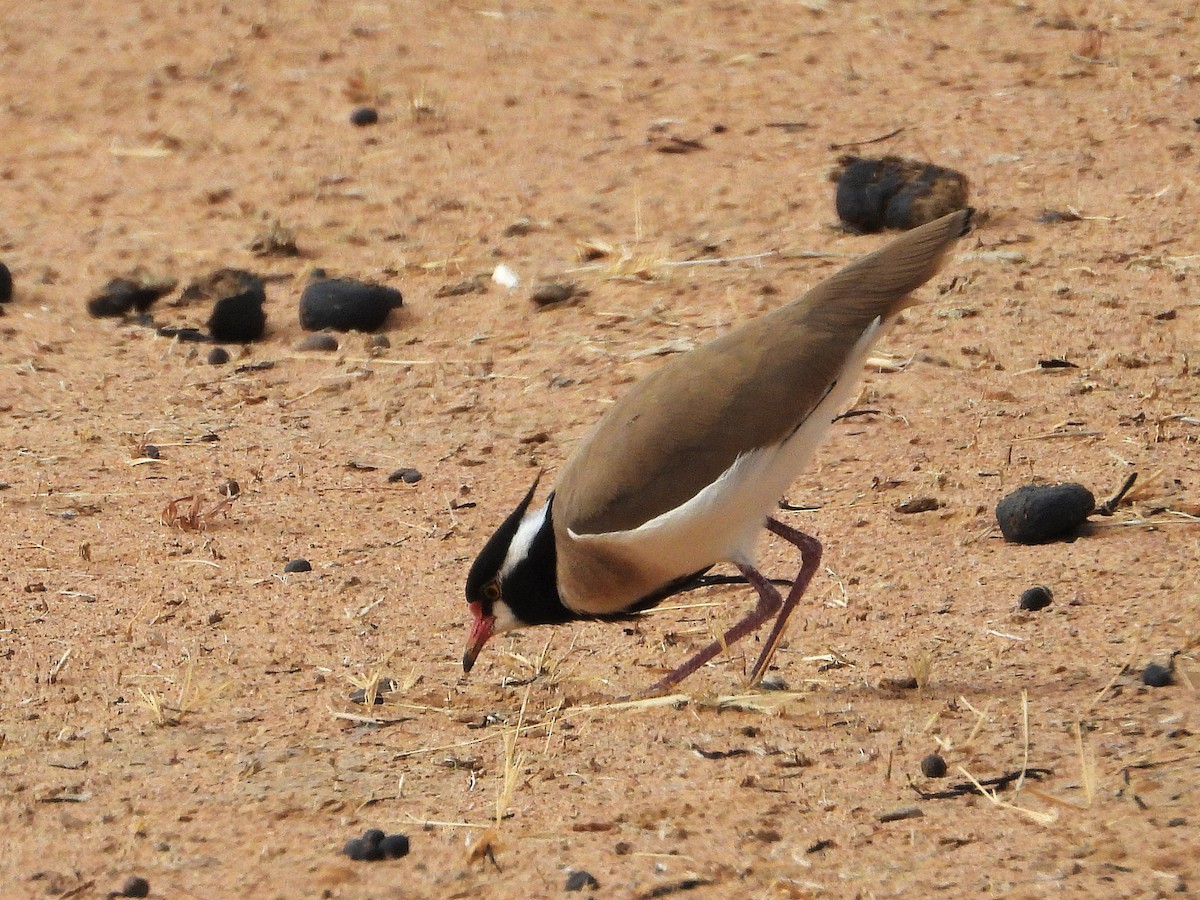 Black-headed Lapwing - ML635314878