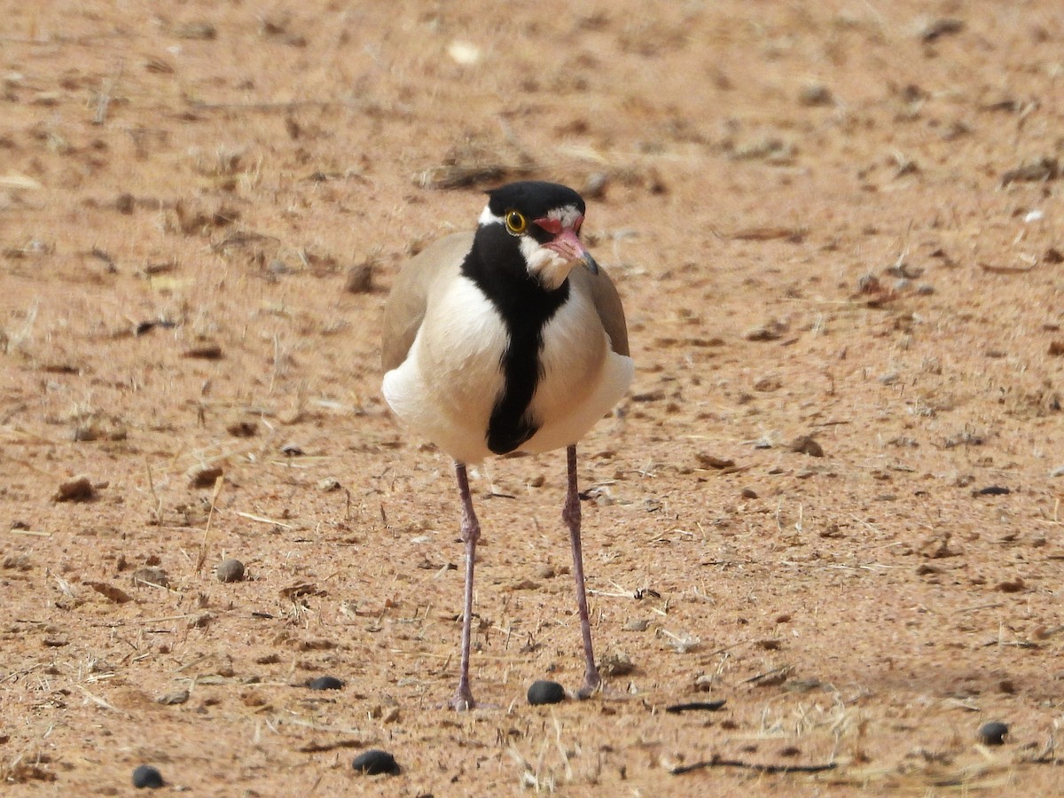 Black-headed Lapwing - ML635314879