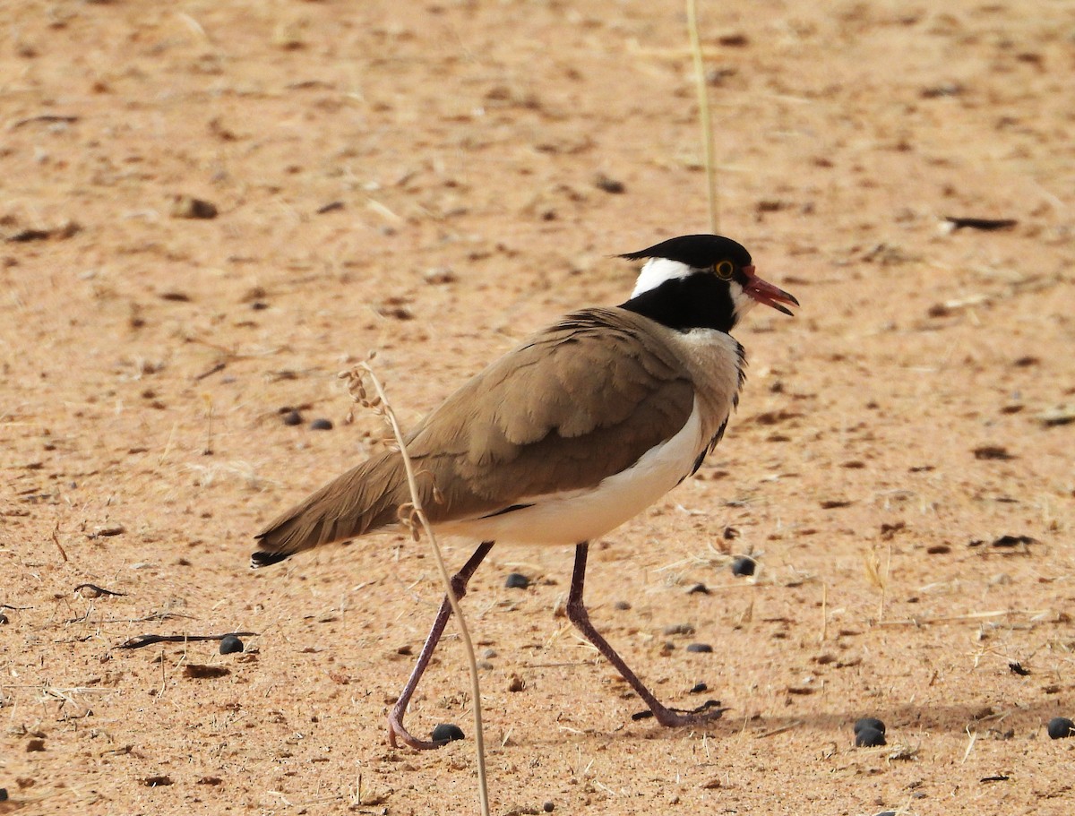 Black-headed Lapwing - ML635314880