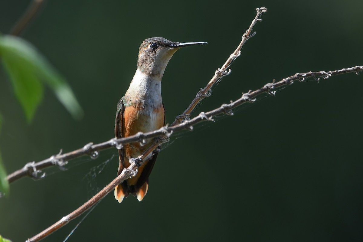 Amethyst Woodstar - ML635314893