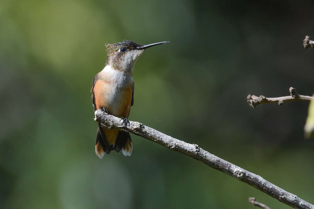 Amethyst Woodstar - ML635314894