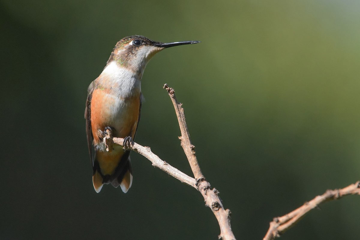 Amethyst Woodstar - ML635314895