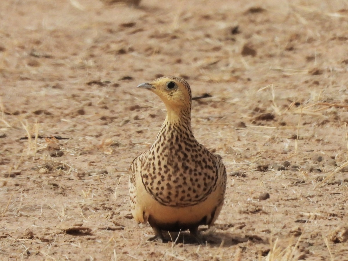 Chestnut-bellied Sandgrouse - ML635314899