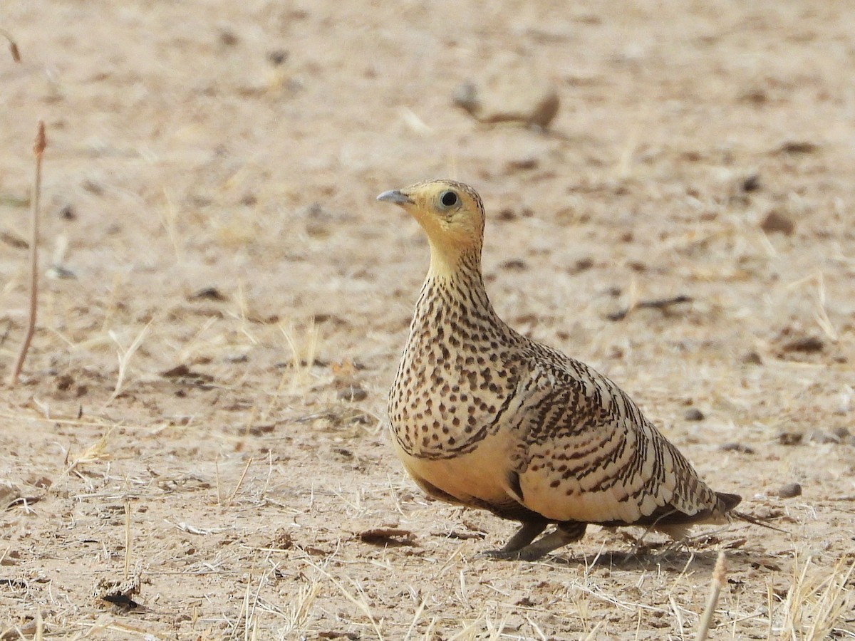 Chestnut-bellied Sandgrouse - ML635314900