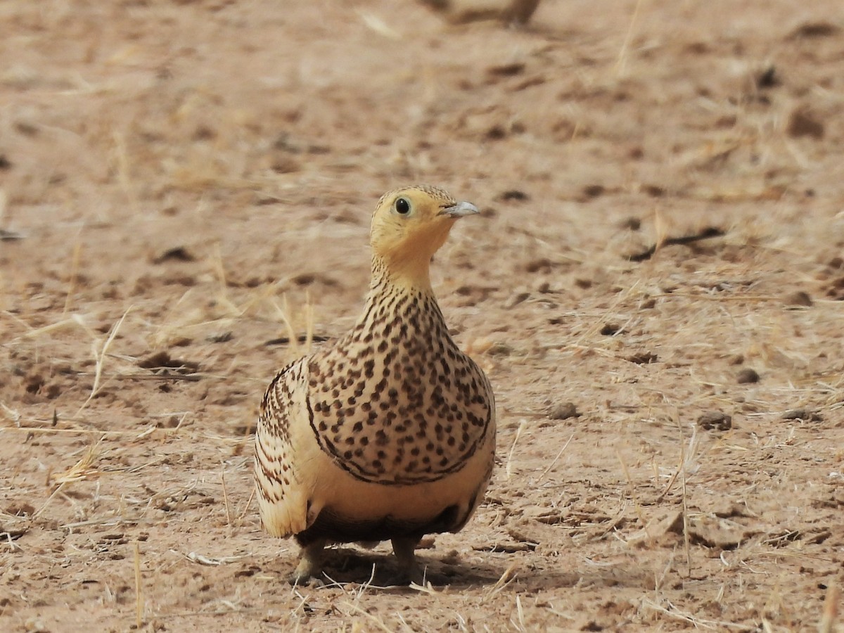 Chestnut-bellied Sandgrouse - ML635314901
