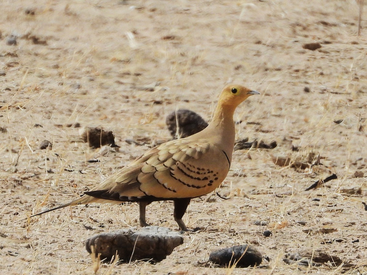 Chestnut-bellied Sandgrouse - ML635314902