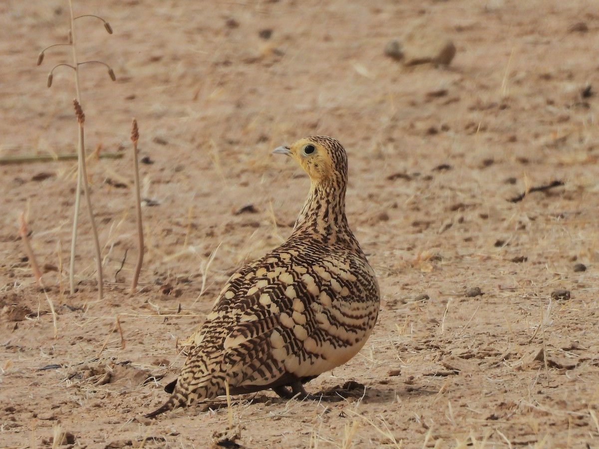Chestnut-bellied Sandgrouse - ML635314903