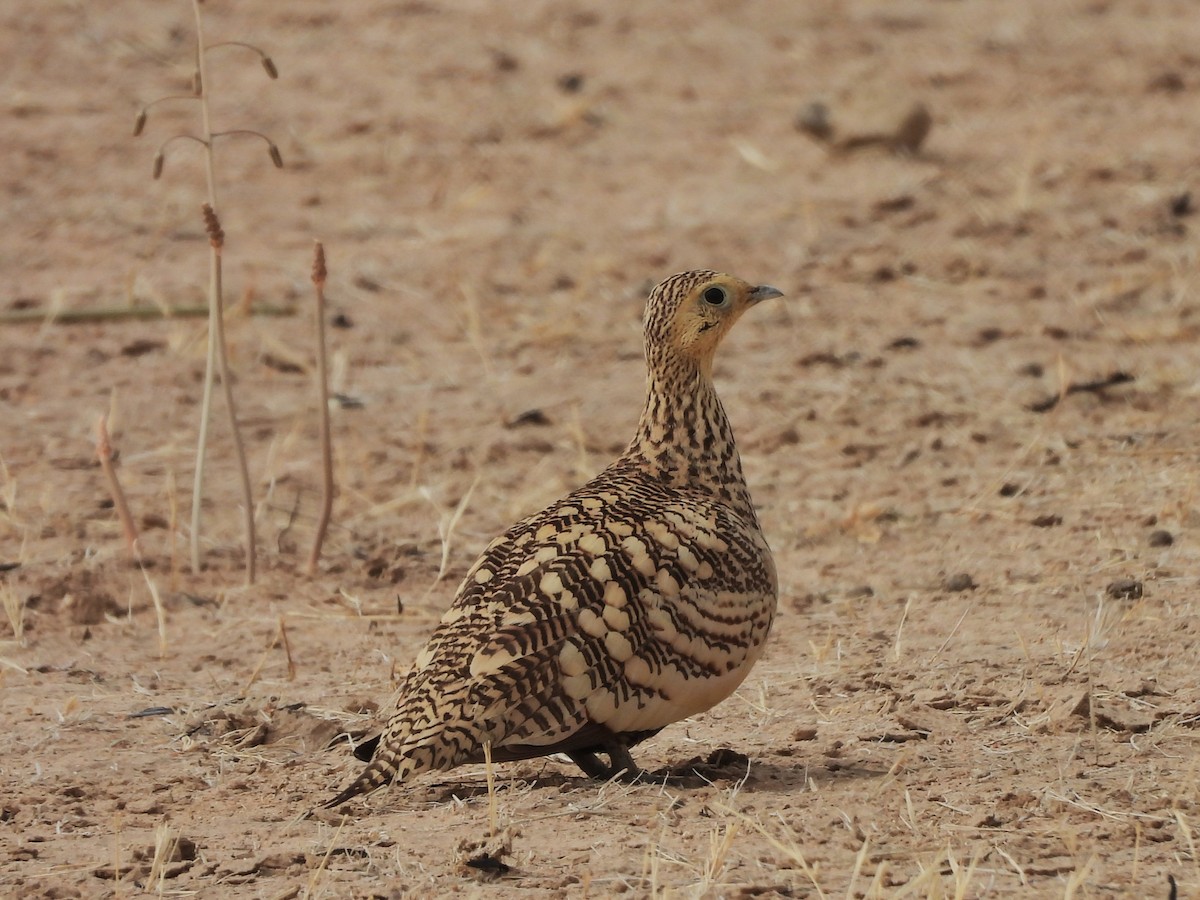 Chestnut-bellied Sandgrouse - ML635314904